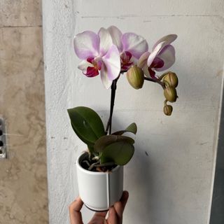Phalaenopsis média branca e rosa com vaso branco 