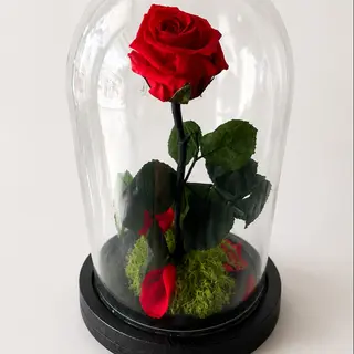 Rosa vermelha preservada em redoma de vidro
