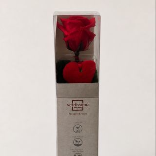 Rosa vermelha preservada média