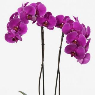 Phalaenopsis rosa escuro