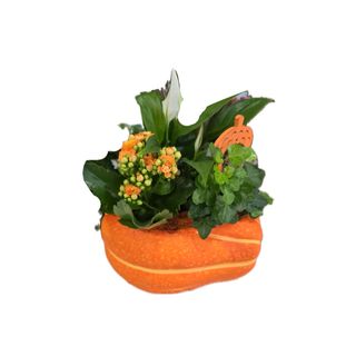 Arranjo de plantas grande em base de abóbora 