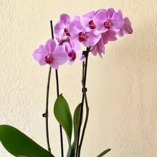 Orquídea Phalaenopsis rosa claro