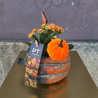 Arranjo pequeno de plantas em base de abóbora 