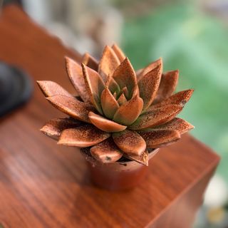 Suculenta cor cobre com brilhantes 