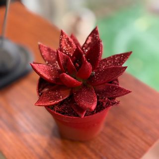 Suculenta vermelha com brilhantes 