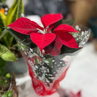 Estrela de Natal pequena 