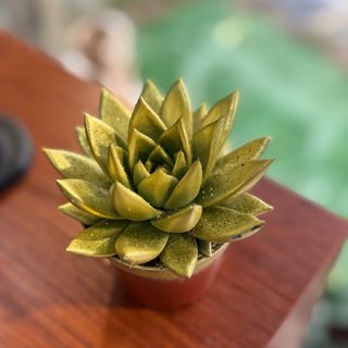 Suculenta dourada com brilhantes  