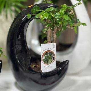 Bonsai em base cerâmica meia lua preta