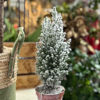 Mini pinheiro com neve 