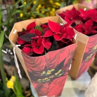 Estrelas de Natal grandes em embalagem 