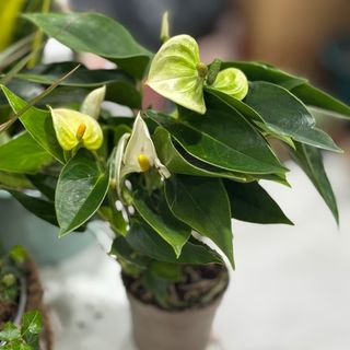 Anturio mini esverdeado 