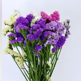 Molho de statice variado 