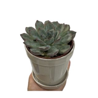 Suculenta em vaso claro 