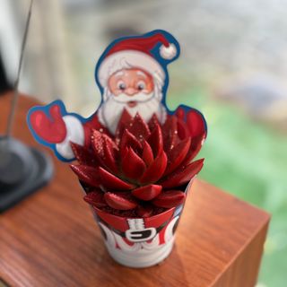 Suculenta vermelha com papel de pai Natal 