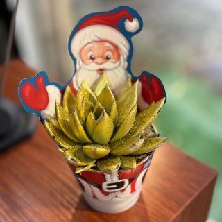 Suculenta dourada com papel de pai Natal 