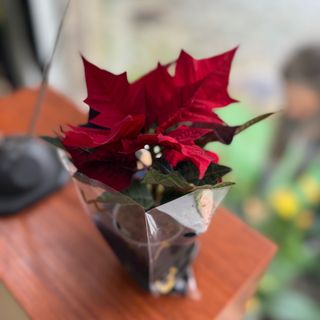 Estrela de Natal vermelha pequena 