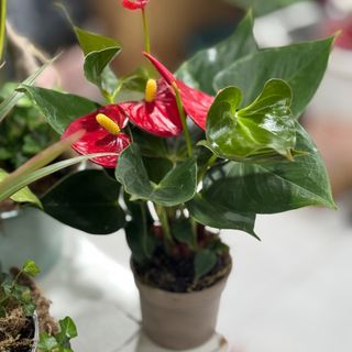 Antúrio mini vermelho 