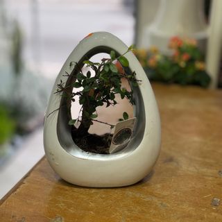 Bonsai em base de cerâmica branca 