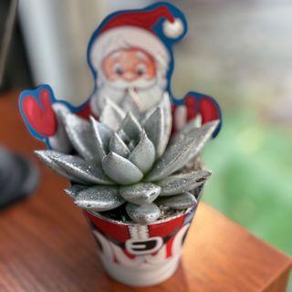 Suculenta prateada com papel de pai Natal 