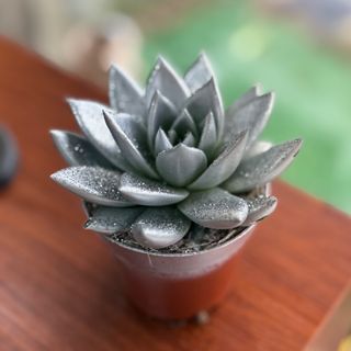 Suculenta prateada com brilhantes 