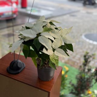 Estrelas de Natal média branca 