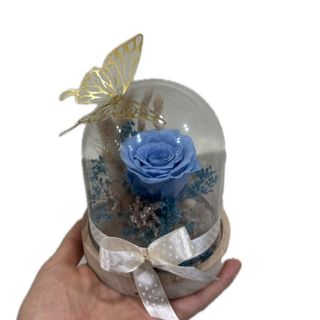 Campânula pequena com rosa preservada azul  