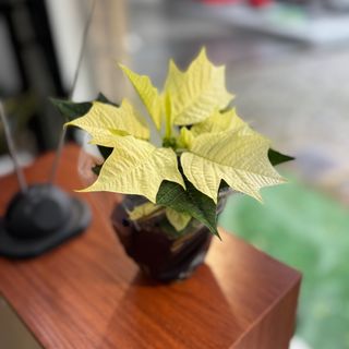 Estrela de Natal branca pequena 