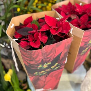 Estrela de Natal grande com embalagem de papel  