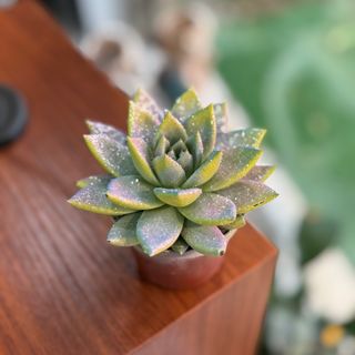 Suculenta com brilhantes halográficos