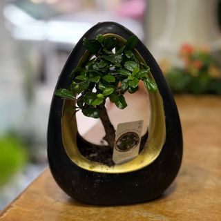 Bonsai em base de cerâmica preta 