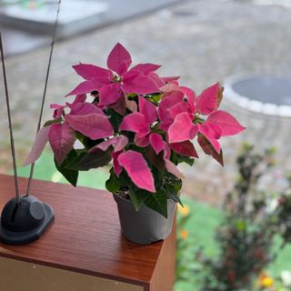 Estrela de Natal média cor de rosa 