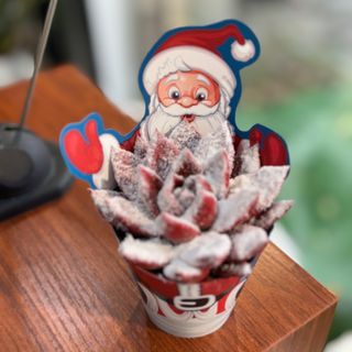 Suculenta vermelha com neve e papel de pai Natal 