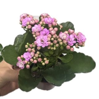Kalanchoe mini rosa 