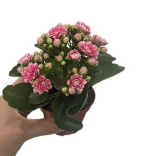 Kalanchoe mini rosa fuscia 
