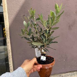 Oliveira pequena com garrafa de azeite pequenina 