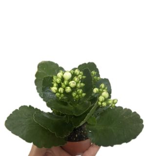 Kalanchoe mini branco 