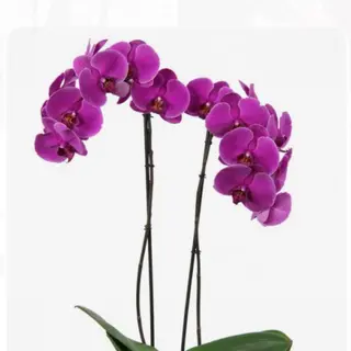 Orquídea Phalaenopsis rosa escura