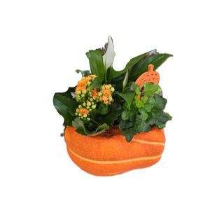 Arranjo de plantas grande em base de abóbora 