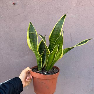 Espada de São Jorge grande 