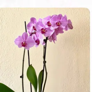 Orquídea Phalaenopsis rosa claro