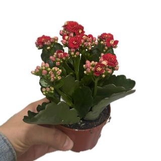 Kalanchoe mini vermelho 