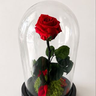 Campânula de vidro com rosa vermelha preserva-se