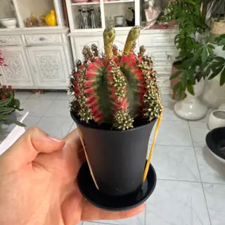 Cacto vermelho com cachepo preto