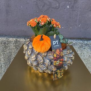 Arranjo de plantas em pinha alusivo ao outono 