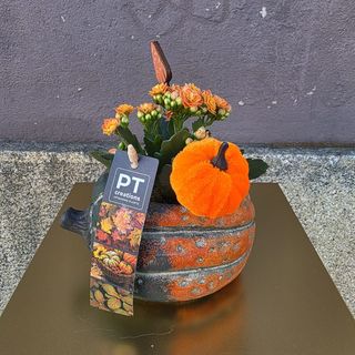 Arranjo pequeno de plantas em base de abóbora 