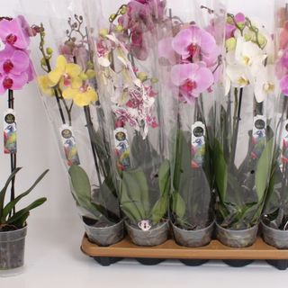 orquidea com embalagem simples