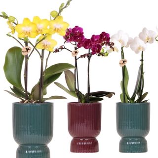 Orquídea com vaso