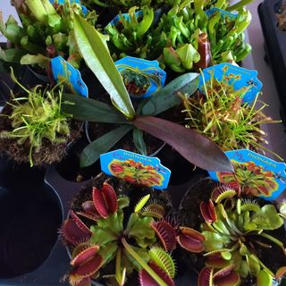 plantas carnivuras uma á escolha