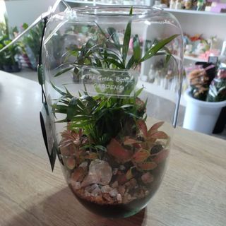 arranjo de plantas em peça de vidro