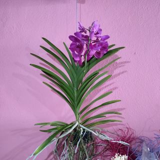 orquidea vanda aerea
